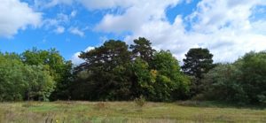 Dunakeszi repülőtéri fák